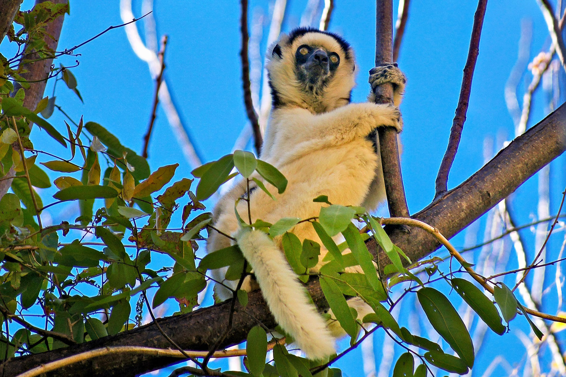 Sifaka Lemur: Das Wort "Sifaka" hat seinen Ursprung in einem besonderen Verhalten des Tieres im Angesicht der Gefahr, bei dem es einen schallenden Pfiff ausstößt, dessen Klang an die beiden Silben "chi-faak" erinnert, bevor er schnell den Kopf nach hinten schüttelt.